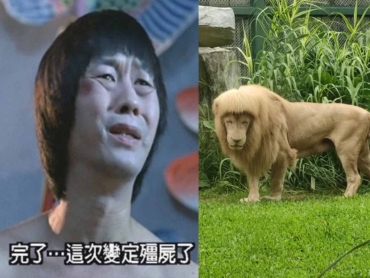 齊劉海白獅像極了《殭屍先生》文才