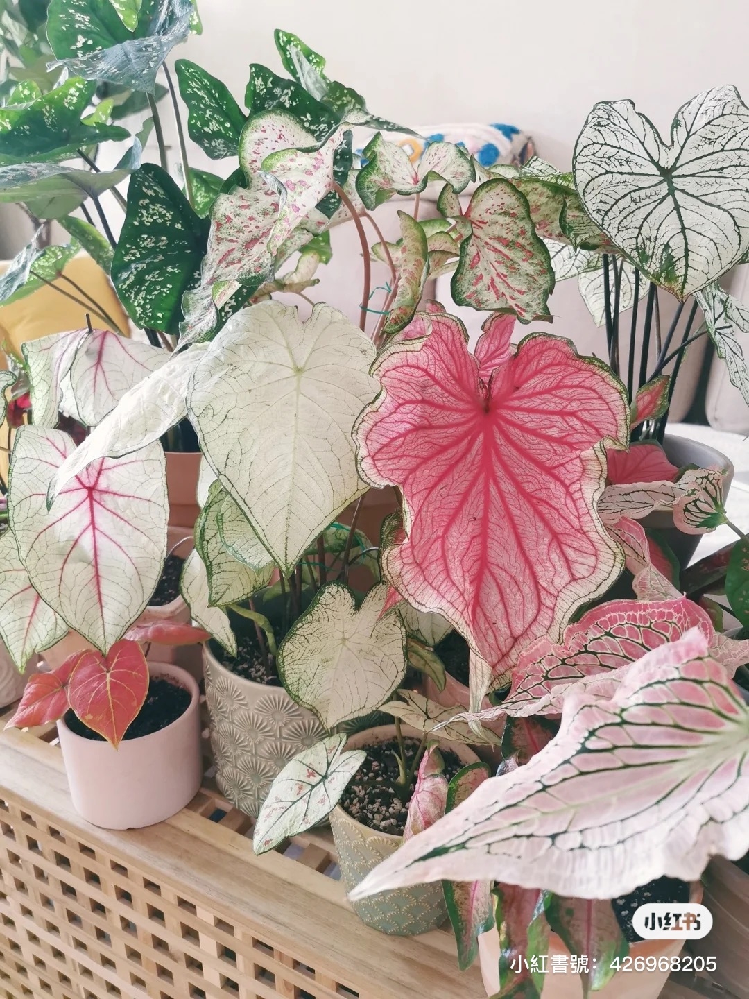 療癒植物彩葉芋