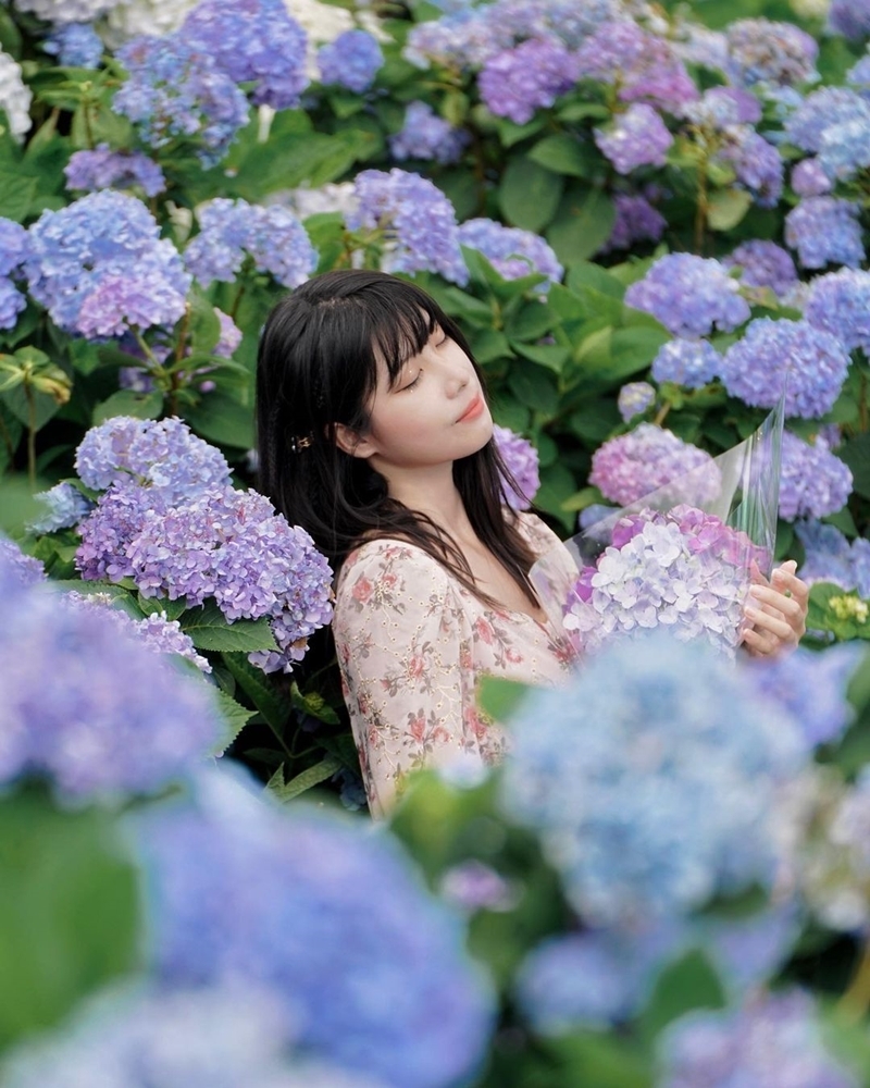 陽明山繡球花季