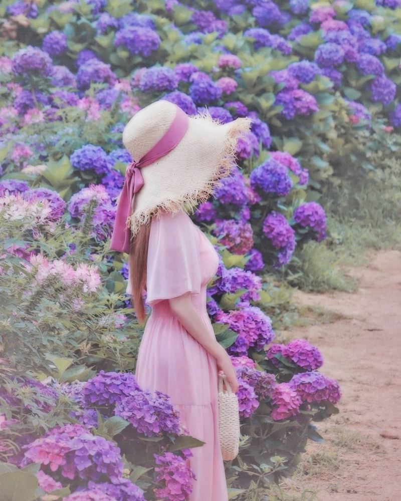 陽明山繡球花季