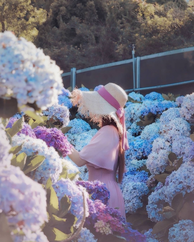 陽明山繡球花季