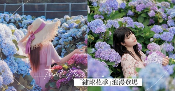 2022陽明山繡球花季登場！「高家繡球花田」夢幻開跑，絕美花海讓你一秒變仙女♡
