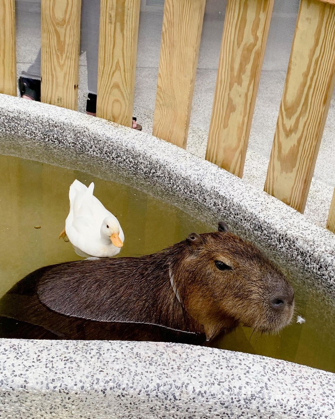 土城「水豚騎士」