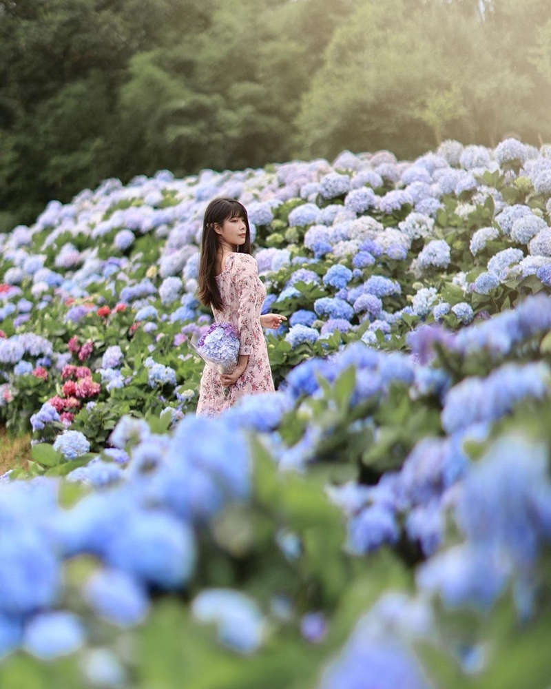 陽明山繡球花季