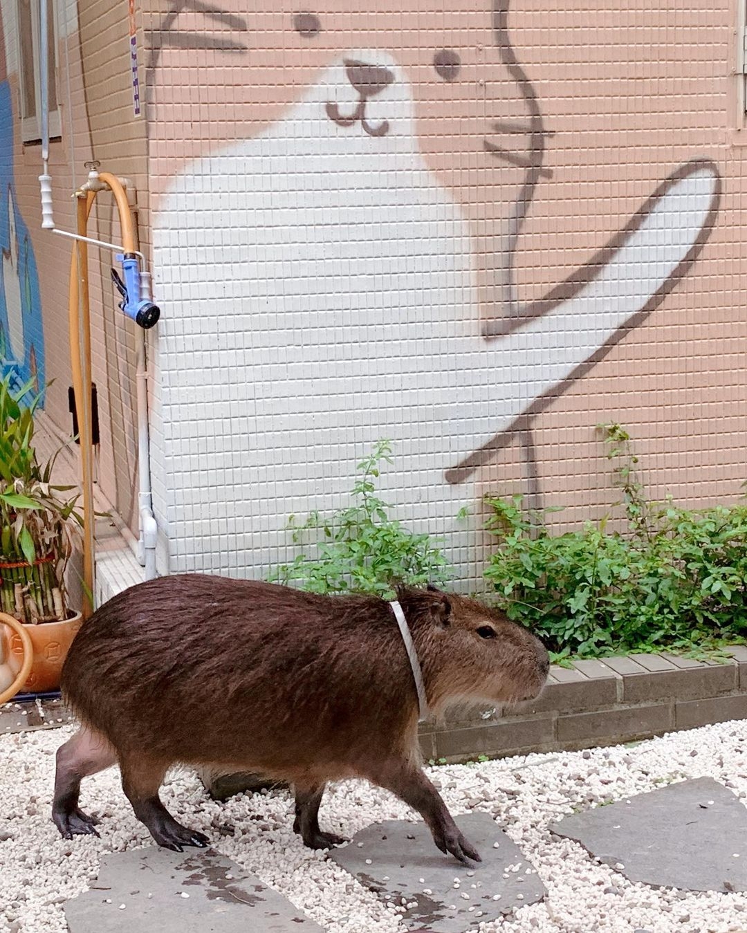 新北土城「水豚騎士」