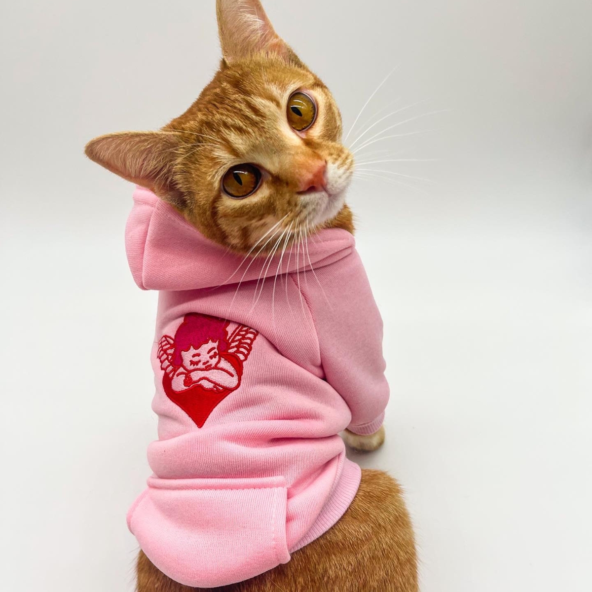 美國女大生與愛貓一起畢業