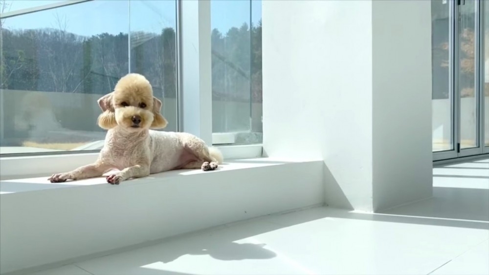 Photo from 엔비푸푸envy poopoo