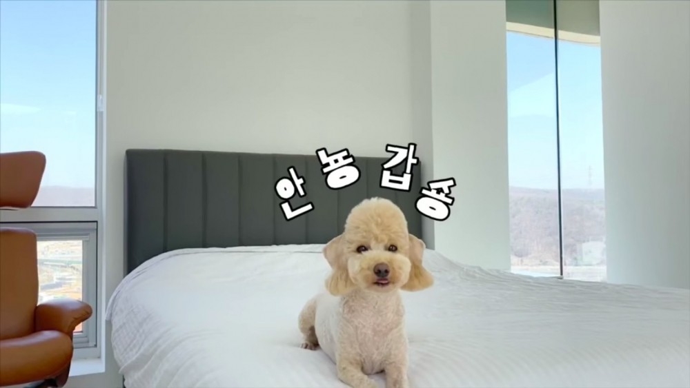 Photo from 엔비푸푸envy poopoo