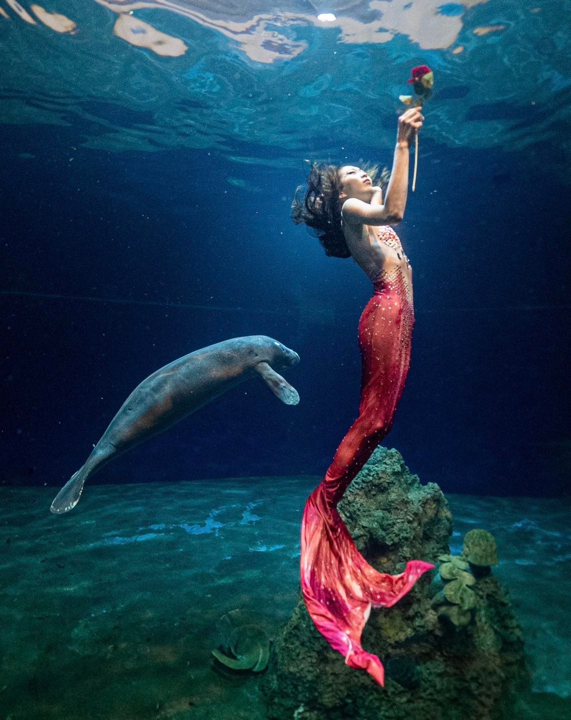 美人魚和海牛一同共舞