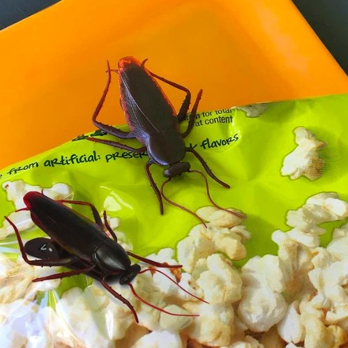 「蟑螂零食夾」介紹