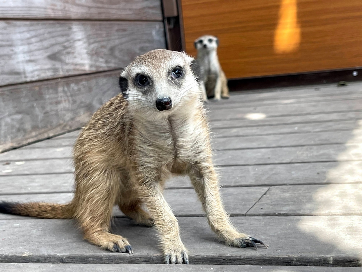 園區內就有可愛動物