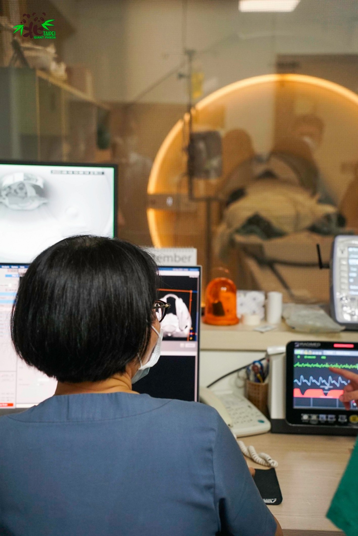 「團團」正在接受MRI檢查