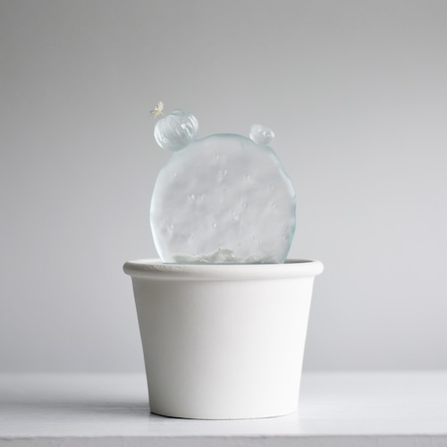 日本絕美「透明仙人掌」引爆討論