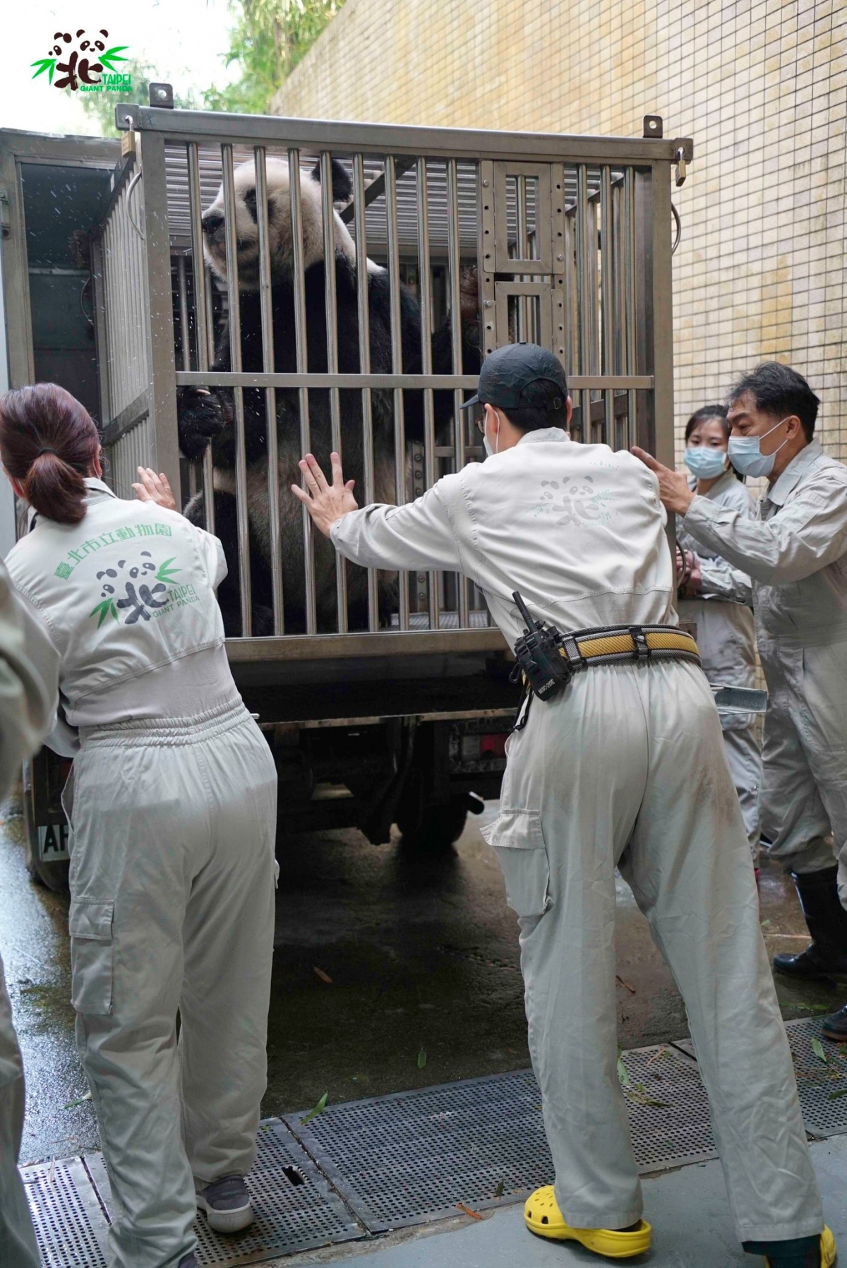 「團團」搭乘空調車前往臺大附設動物醫院