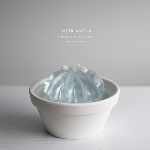 透明仙人掌勿長時間放於陽光下