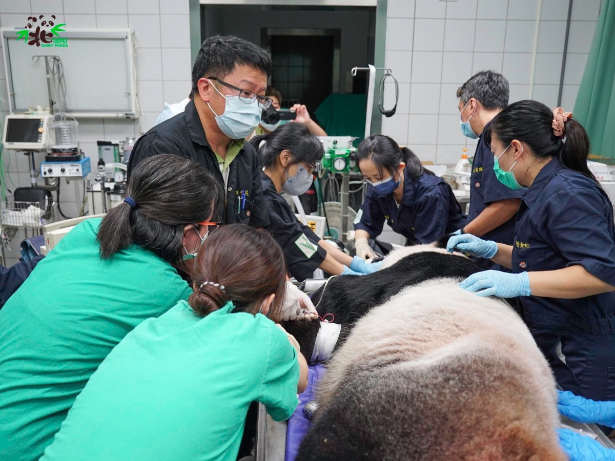 獸醫師團隊為「團團」進行麻醉