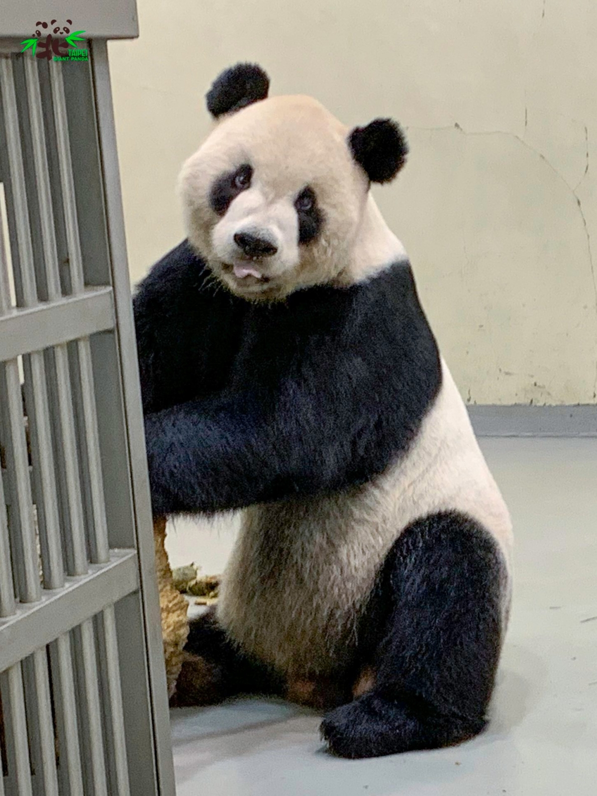 「團團」準備前往臺大附設動物醫院接受檢查