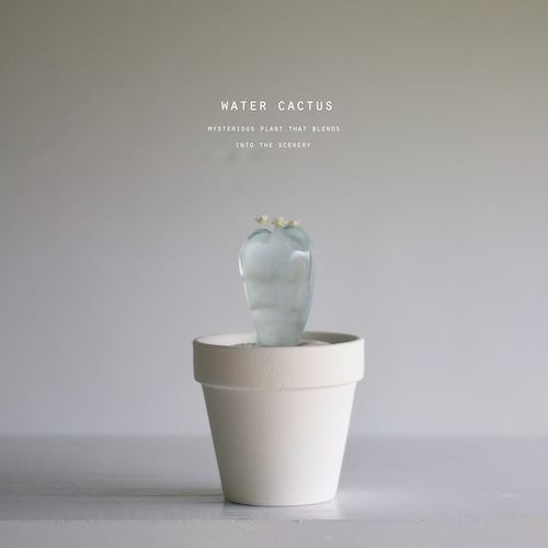 透明仙人掌勿長時間放於陽光下