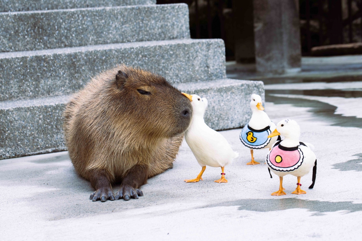 FB@綠舞國際觀光飯店&綠舞日式主題園區 Dancewoods Hotels & Resorts