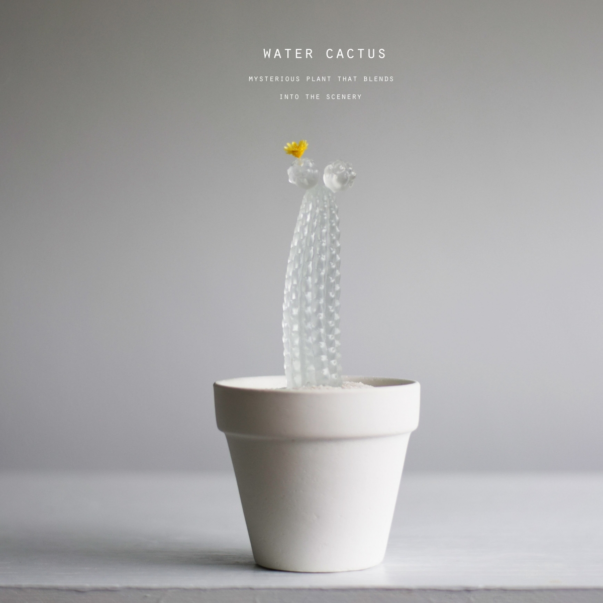 可放入喜歡的乾燥花做裝飾