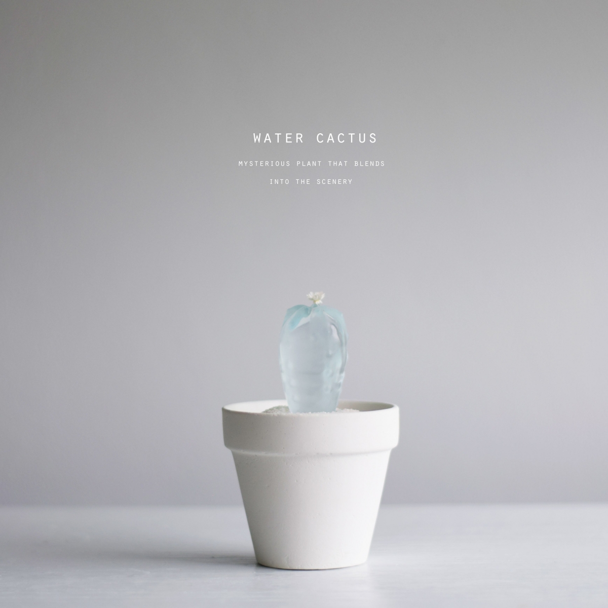 日本「透明仙人掌」