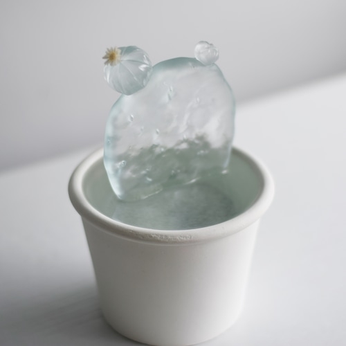 透明仙人掌勿長時間放於陽光下