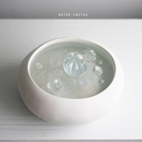 日本絕美「透明仙人掌」引爆討論