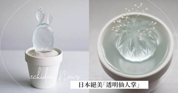是仙女種的植物♡日本絕美「透明仙人掌」引爆討論,如清水般透明色澤極度療癒~讓人一眼愛上!