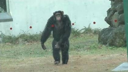 小龐被關在籠子裡