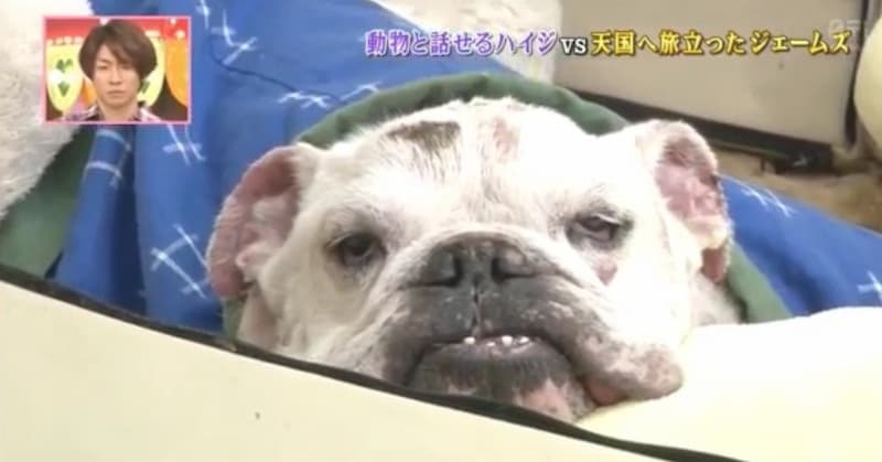 詹姆士臨終前畫面