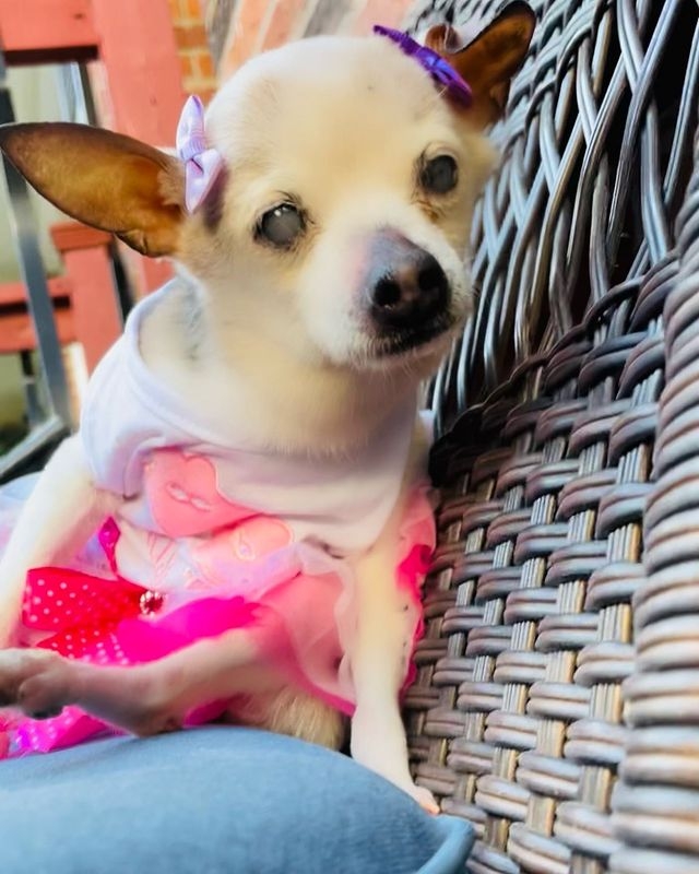 飼主也透露原先是想養大型犬,但是卻被可愛的佩波深深吸引