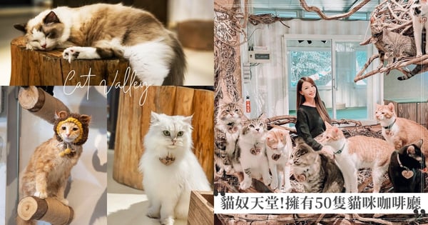 貓奴必看!50隻喵星人一次包圍♡ 超人氣「貓谷咖啡廳」讓你實現吸貓自由~沒預約進不去、預約太慢只能排候補!