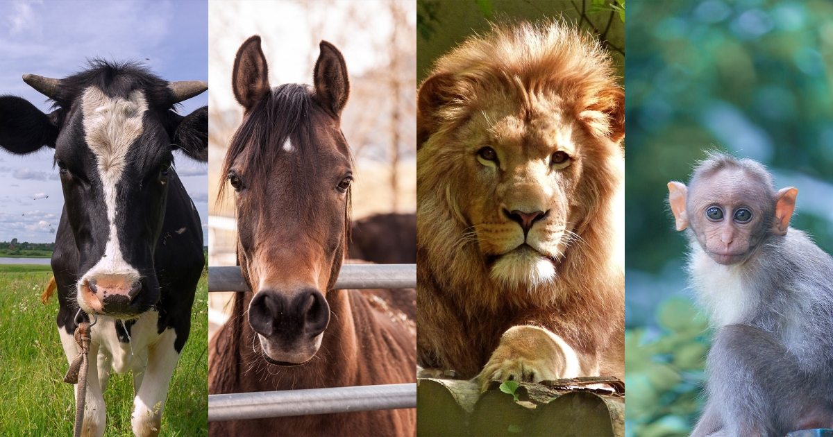 雨林心理測驗，現在你會選擇捨棄哪一隻動物？