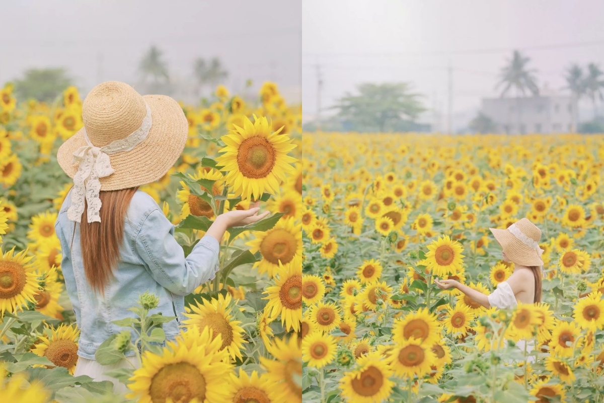 捧著向日葵也很可愛