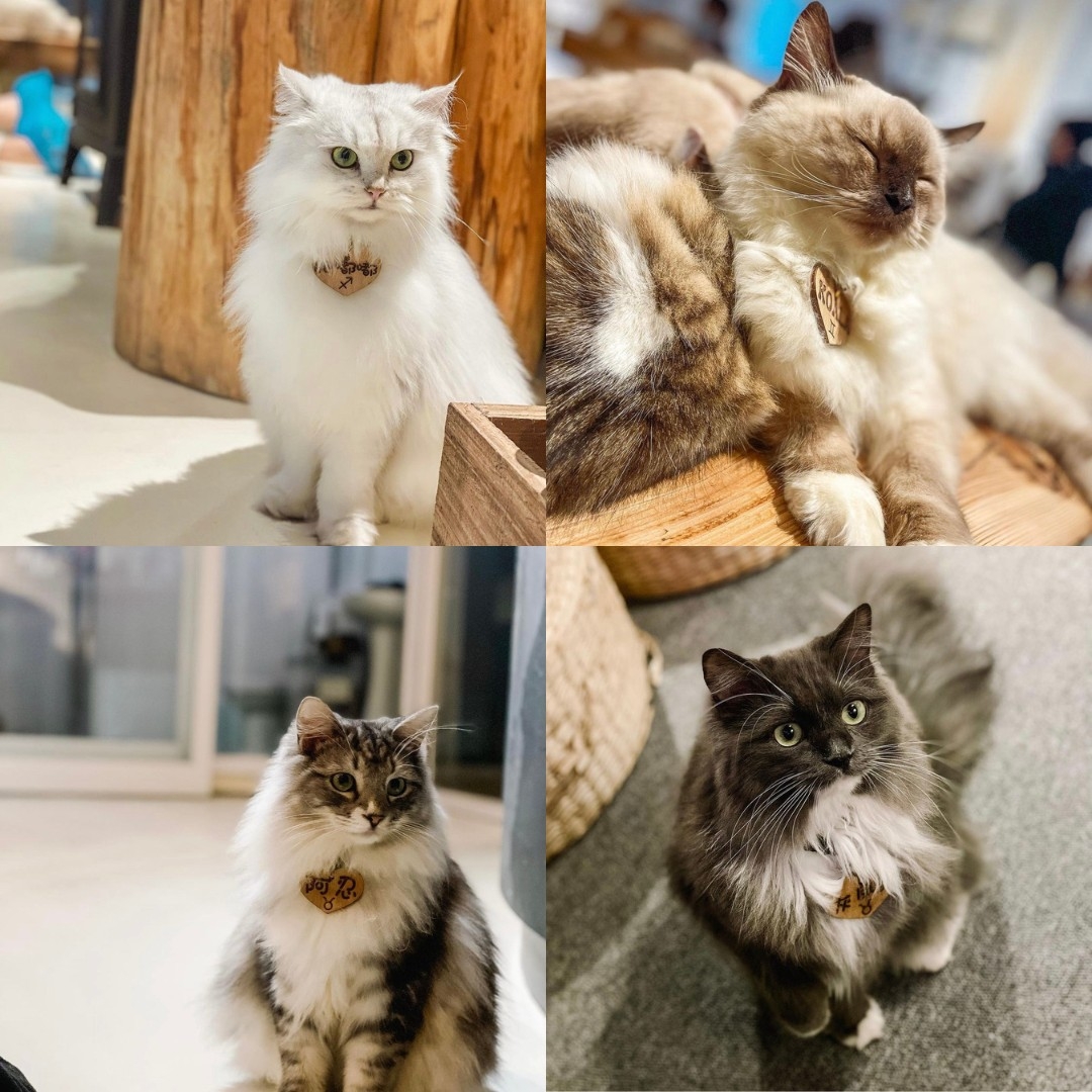 IG @cleohsing_