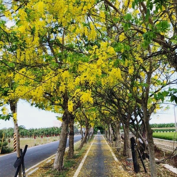 朴子溪自行車道