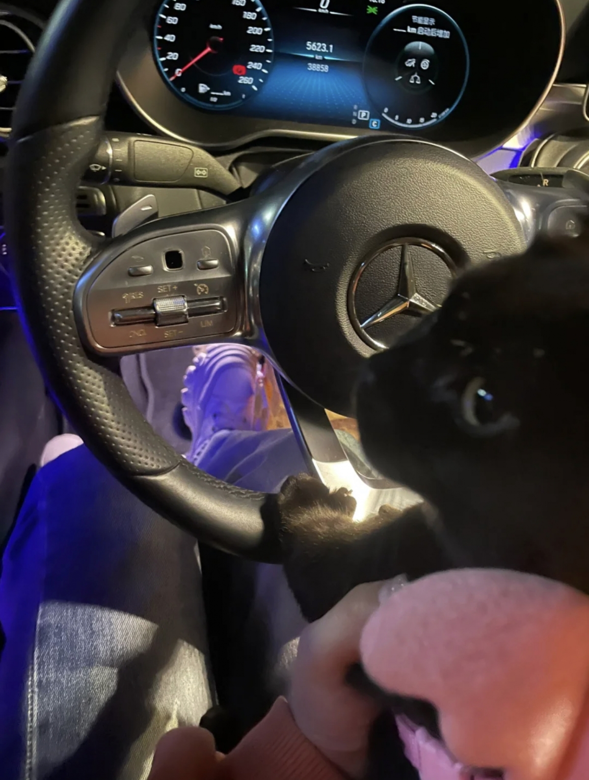 小黑貓「觴闕」