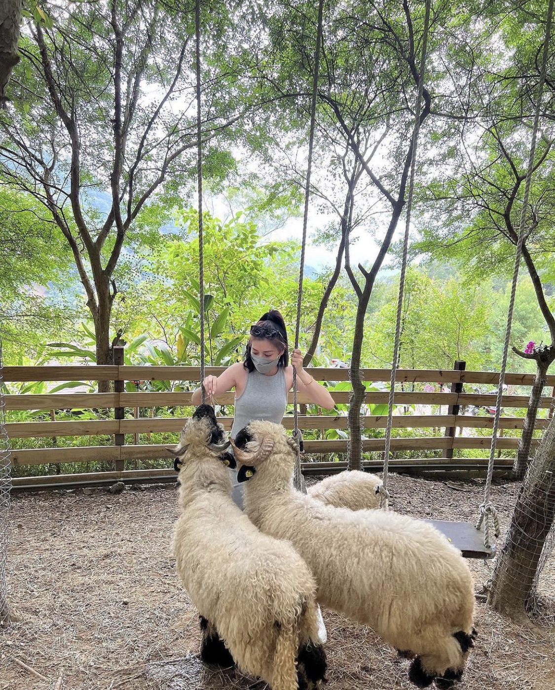 哈比丘茶樹森林