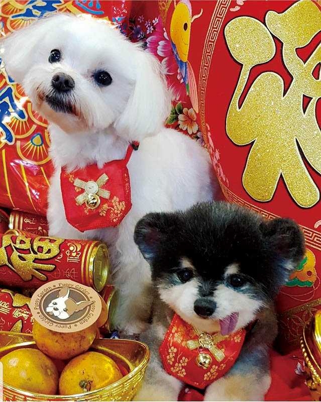 郭書瑤的兩隻狗