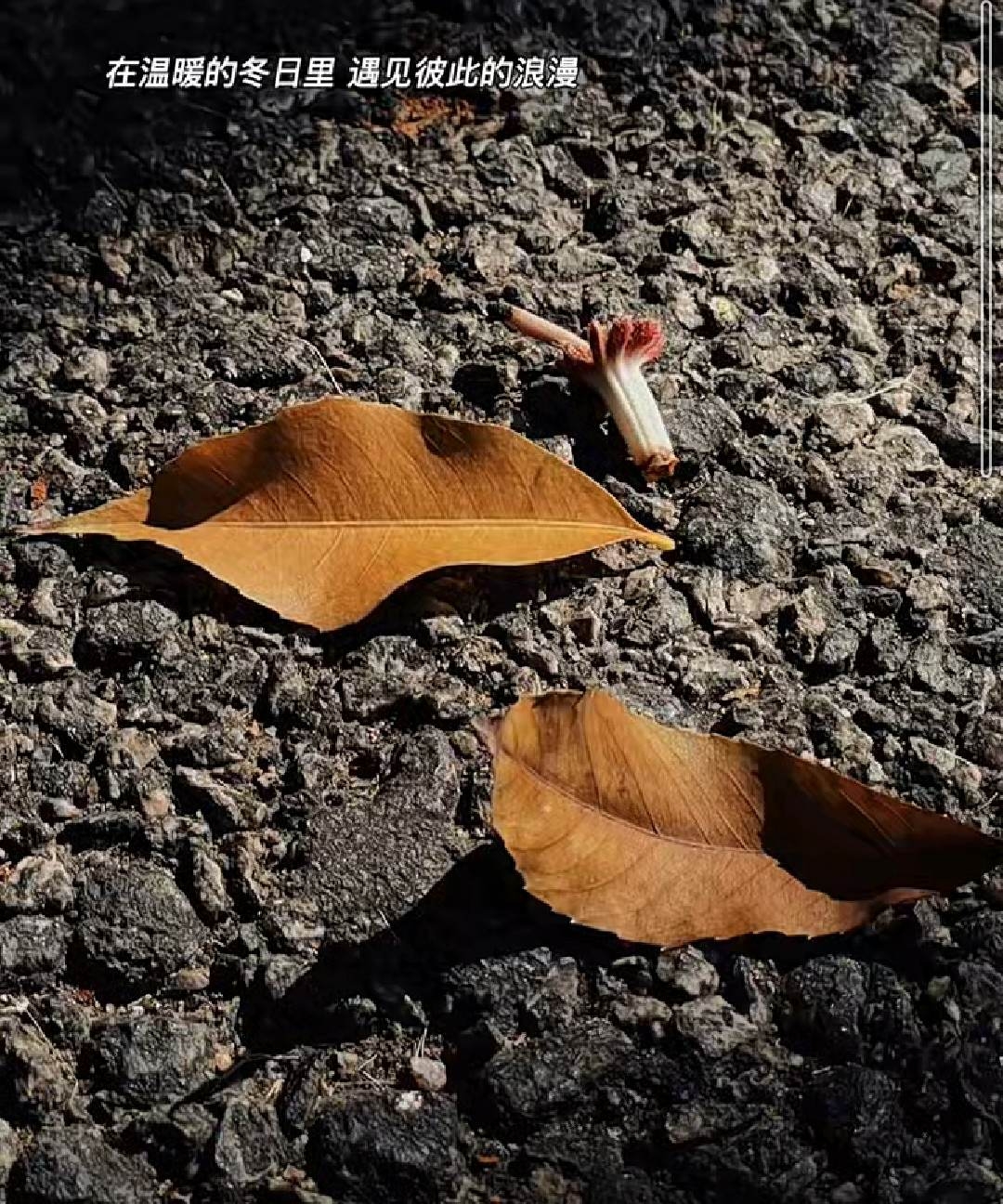 落葉提詞 : 在溫暖得冬日裡,遇見彼此的浪漫