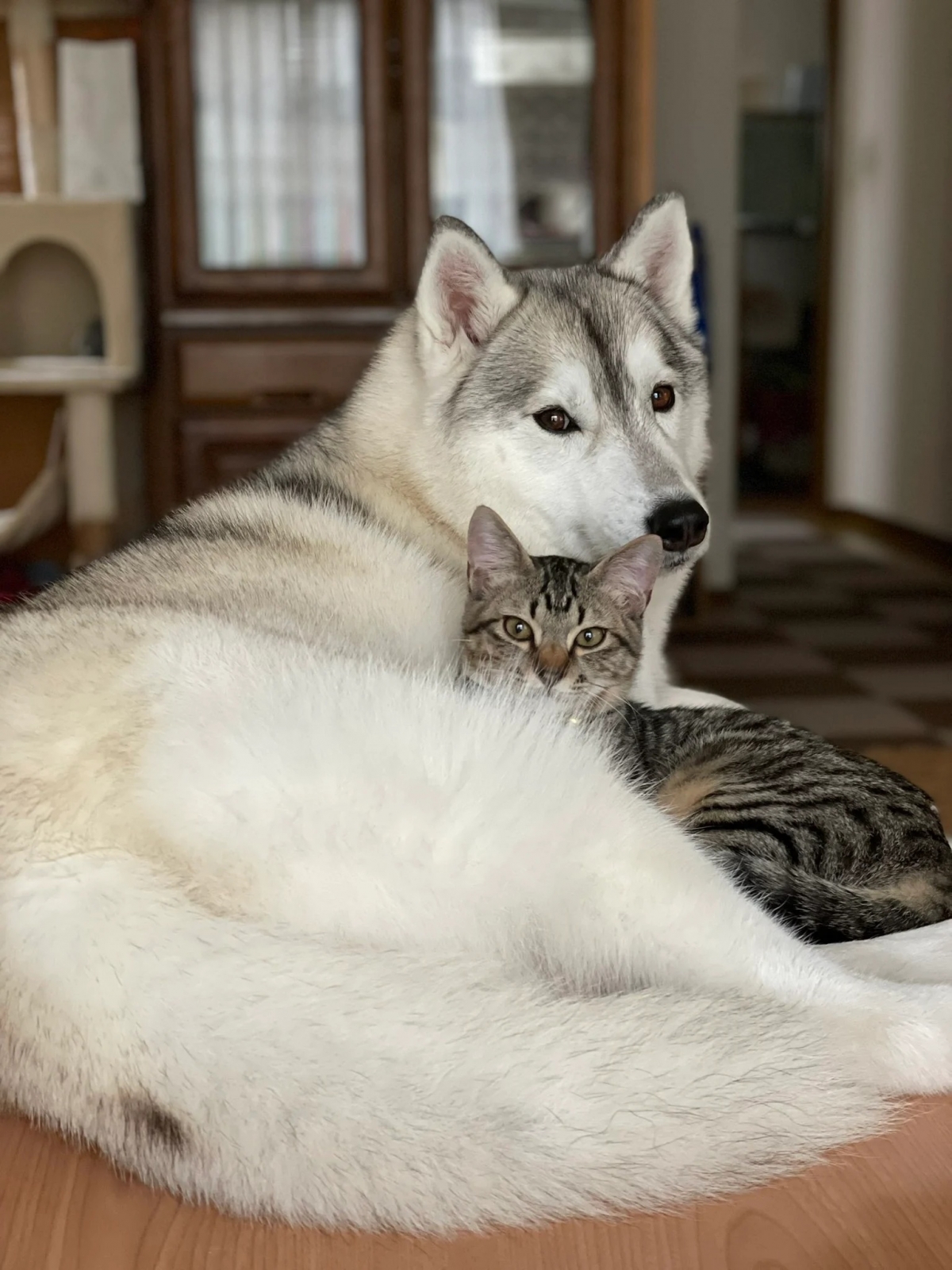 哈士奇與虎斑貓平時就常這樣放閃