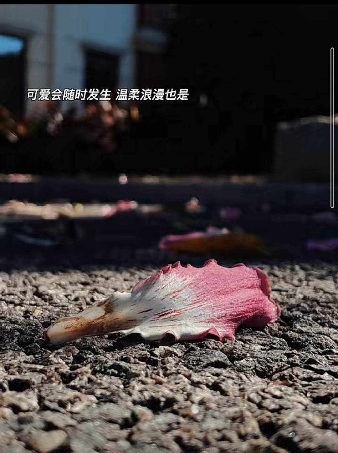 美麗的花瓣照可以寫下 : 可愛會隨時發生,溫柔浪漫也是