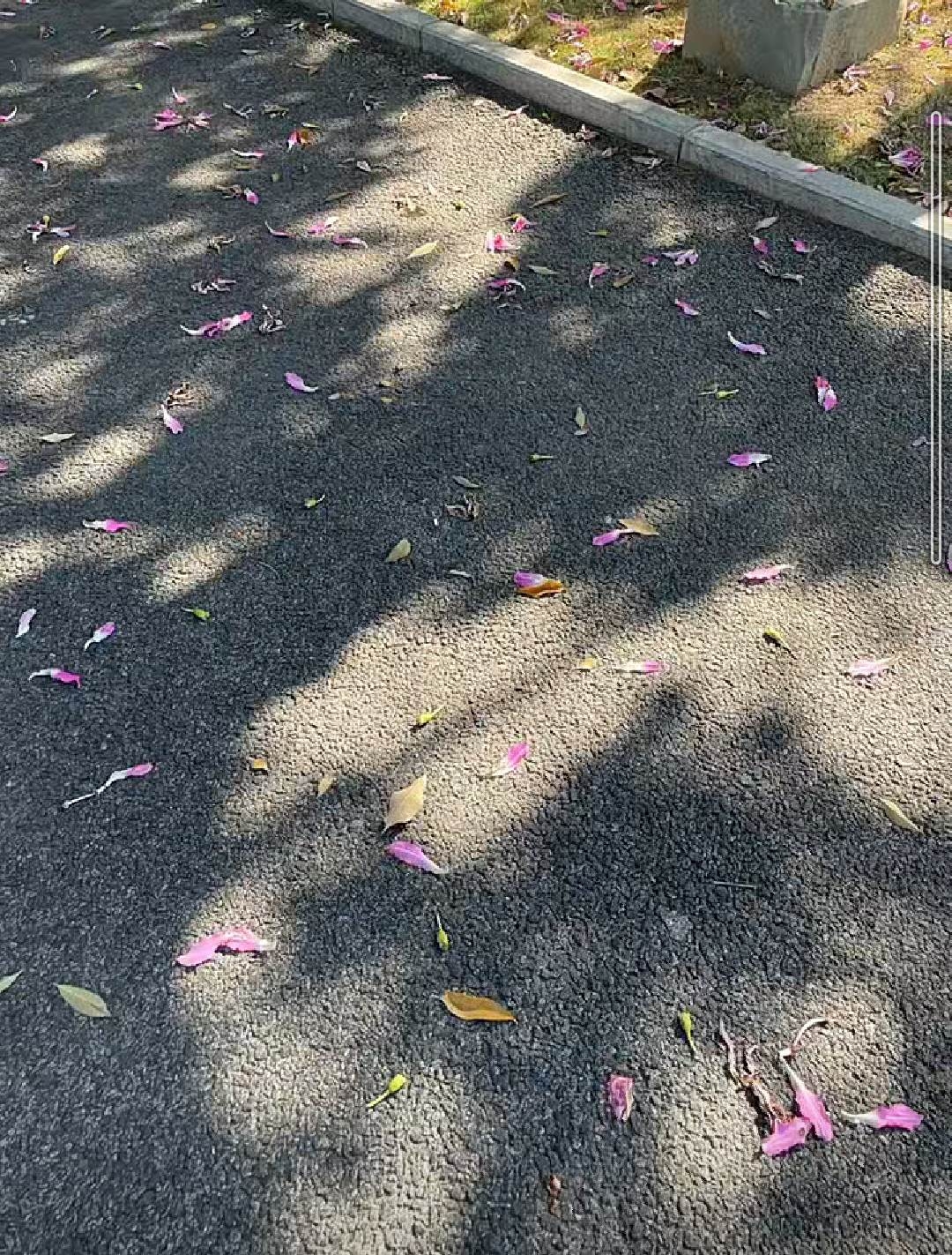 你還在拍這種落葉照嗎?