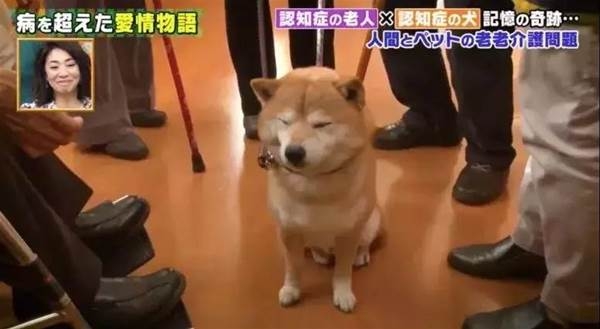 koro受到養老院的喜愛