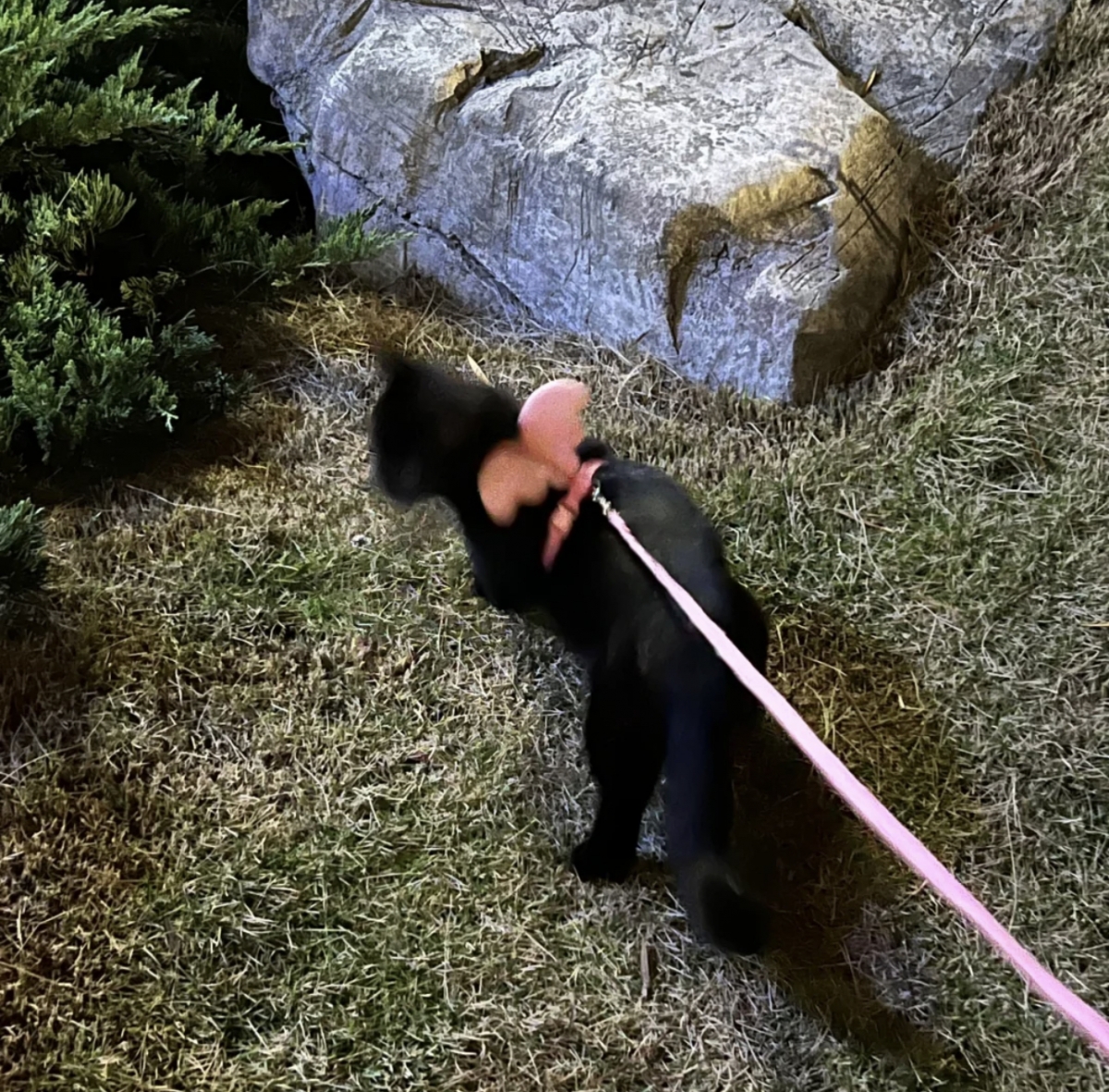 小黑貓「觴闕」