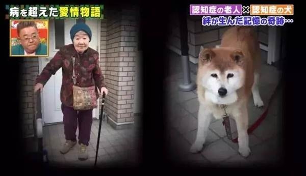 孝子奶奶與柴犬koro