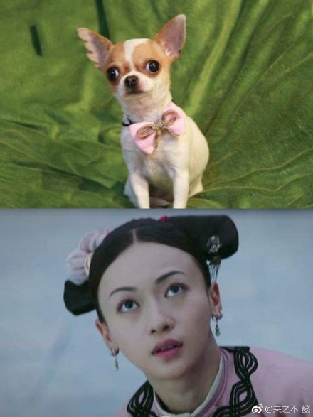 有不少網友惡意攻擊吳謹言長得像吉娃娃。