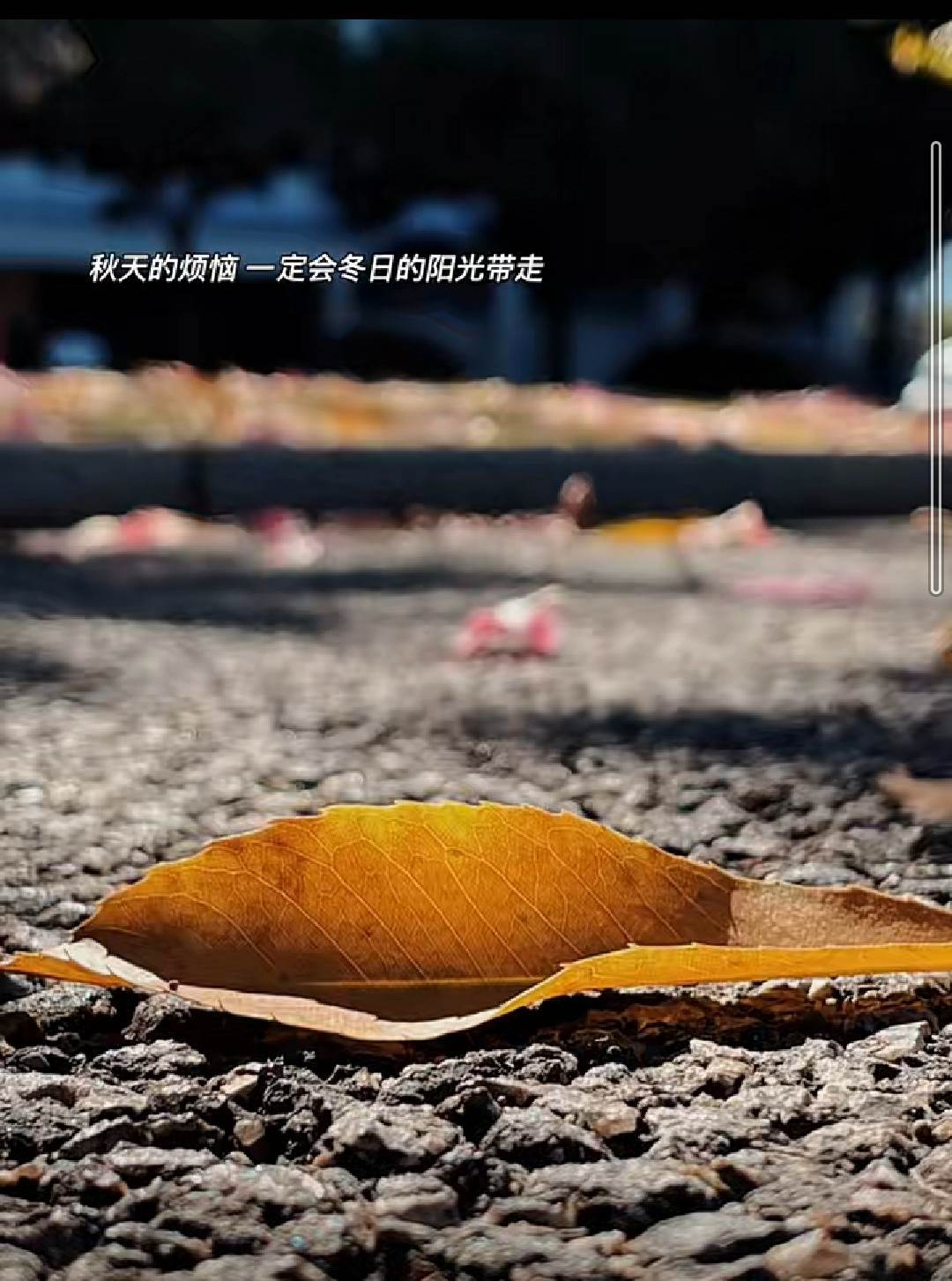 秋天的煩惱,一定會被冬日的陽光給帶走