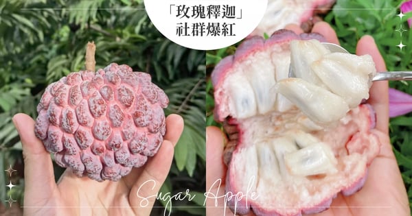 仙界水果「玫瑰釋迦」爆紅！稀有品種散發淡淡玫瑰香氣，口感激似冰淇淋網讚：是釋迦界的小仙女♡