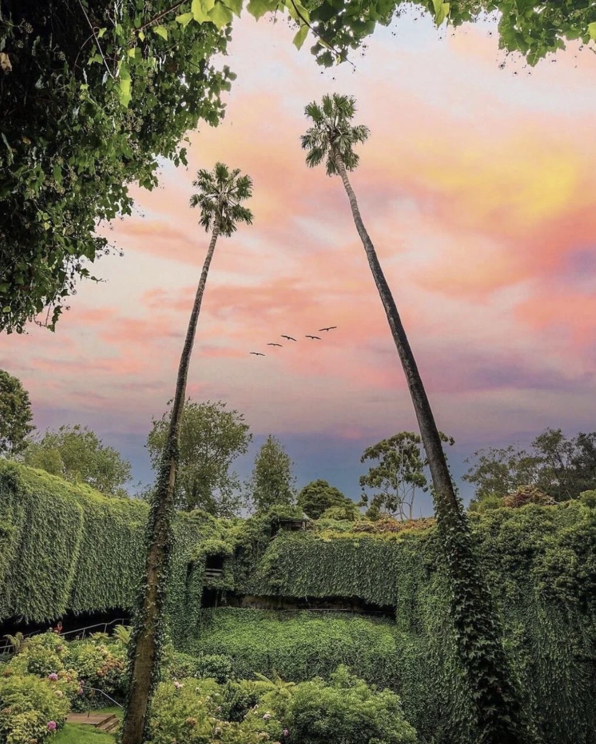 地下洞穴花園Umpherston Sinkhole